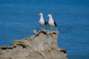 Southern black-backed gulls, Kaikoura Coast, South Island, New Zealand - SCP Stock