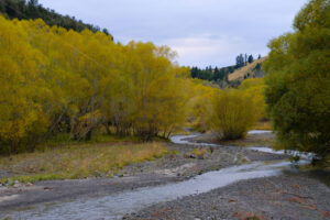 Willow trees on the banks of the Upper Mason River, South Island, New Zealand - SCP Stock