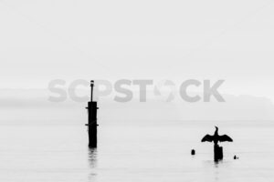 Pied Shags / Kāruhiruhi (Phalacrocorax varius) warming up, Ahuriri, Napier, Hawke’s Bay, New Zealand - SCP Stock