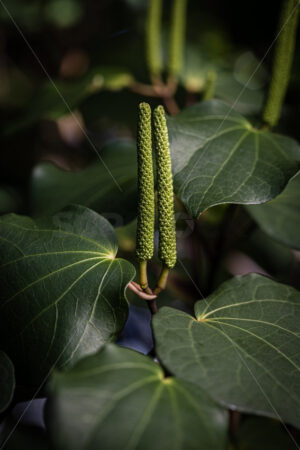 Native Kawakawa plant - SCP Stock