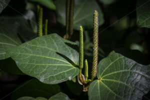 Native Kawakawa plant - SCP Stock