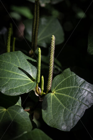 Native Kawakawa plant - SCP Stock