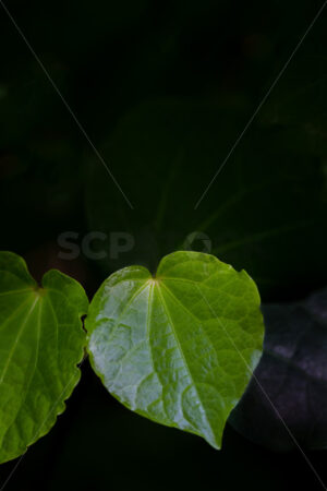 Native Kawakawa plant - SCP Stock