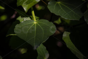 Native Kawakawa plant - SCP Stock