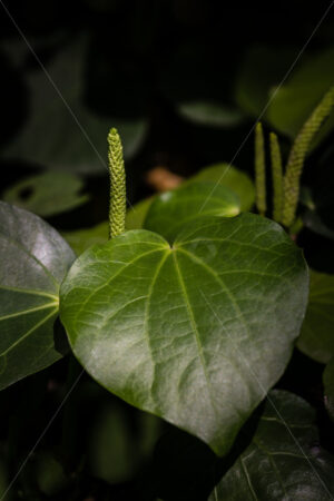 Native Kawakawa plant - SCP Stock