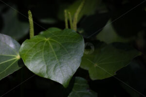 Native Kawakawa plant - SCP Stock