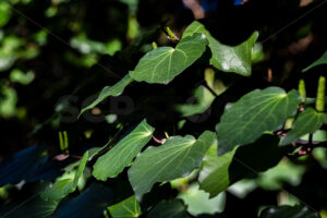 Native Kawakawa plant - SCP Stock