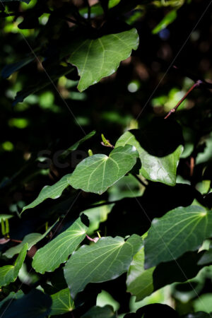 Native Kawakawa plant - SCP Stock