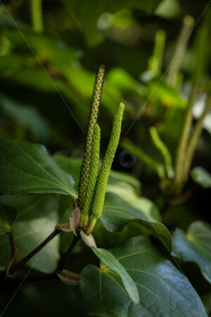 Native Kawakawa plant - SCP Stock