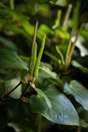 Native Kawakawa plant - SCP Stock