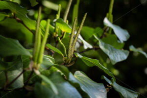 Native Kawakawa plant - SCP Stock