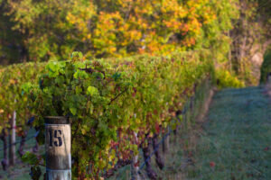 Row 15 – Vineyard timber strainer post in a New Zealand vineyard during early Autumn - SCP Stock