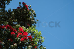 Native NZ Pohutukawa Tree in blossom - SCP Stock