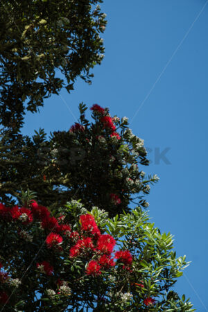 Native NZ Pohutukawa Trees in blossom - SCP Stock