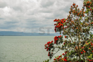 NZ Native Pohutukawka Tree in Bloom by the ocean - SCP Stock