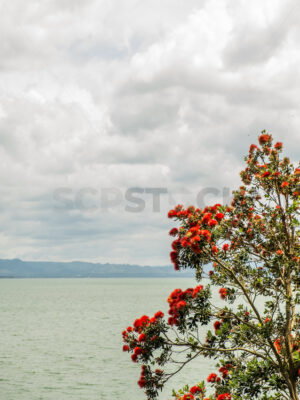 NZ Native Pohutukawka Tree in Bloom by the ocean - SCP Stock