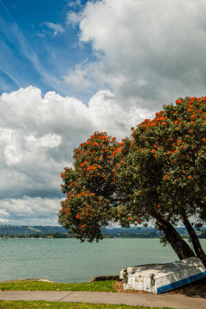 NZ Southern Rata Tree at a NZ Beach - SCP Stock