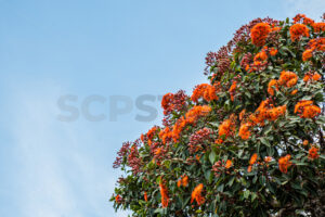 NZ Southern Rata tree in bloom - SCP Stock